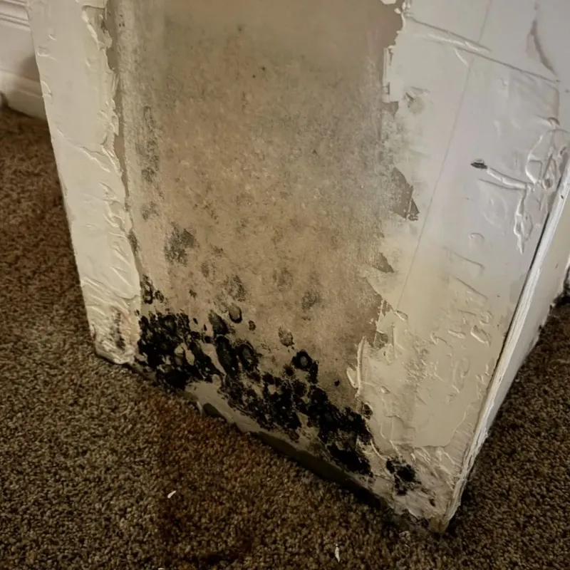 Professional Mold Removal in Farmersville, TX